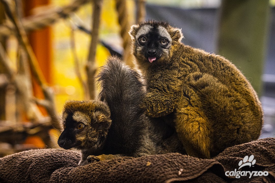 calgaryzoo's tweet photo. (1/4) Today's #WorldLemurWeek post is all about how the Animal Care, Health & Welfare Team care for the elderly residents of Land of Lemurs! ❤️ #AnimalWelfare #WorldLemurFestival https://t.co/LZdbgbYnnw