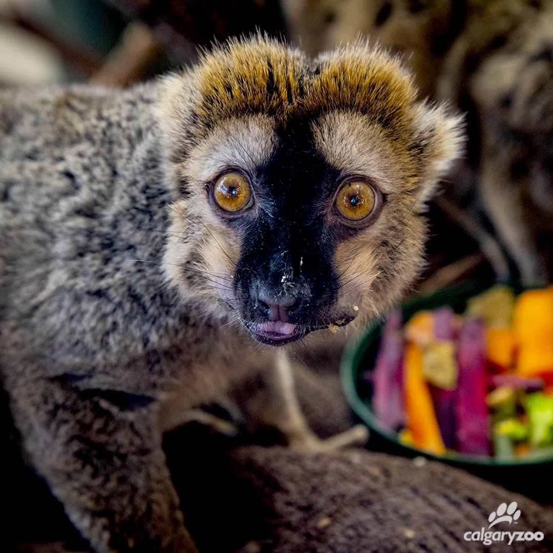 calgaryzoo's tweet photo. (2/4) Red-fronted lemurs Radish (30 years-old) and Red Baron (29 years-old) are the oldest primates at the Calgary Zoo, and the pair receive age-appropriate diets that keep them in good health. #WorldLemurWeek #WorldLemurFestival #AnimalWelfare https://t.co/QjaPyn4viH