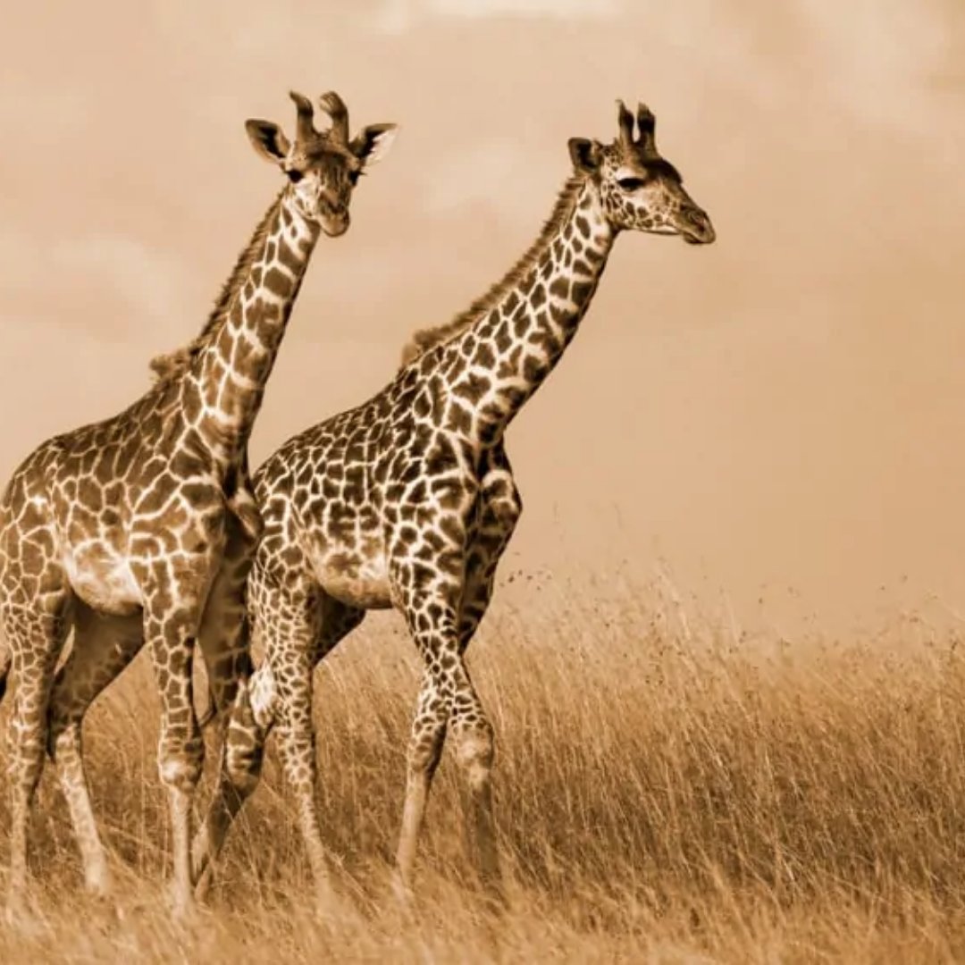 Giraffes🦒

There are approximately 117,000  giraffes in Africa at a drop of 30% and are considered vulnerable. Let's admire these gorgeous animals and keep them in safe environments. 
.
.