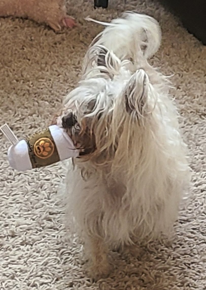 DarlingJade22's tweet photo. Coffee with Mocha ☕️ 🐕

Up and at ‘em! 💛 Cheers! https://t.co/WcgqaXYJn5