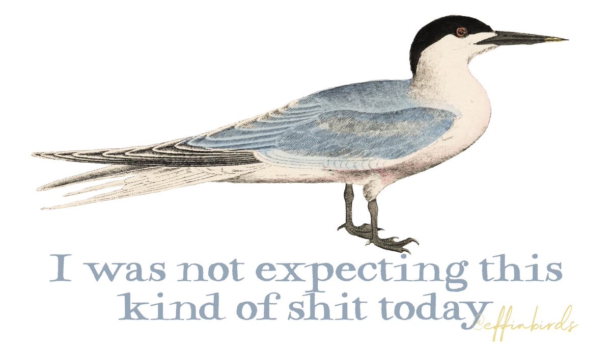 EffinBirds's tweet photo. Holy shit. Whoever asked their dad to get them a hoodie, he was vile and abusive to my customer support team, refused all offers of help, demanded a supervisor and then threw a fit at me when I tried to help because we don’t have an 800 number for phone ordering.

Your dad sucks. https://t.co/uMzcehbwXR