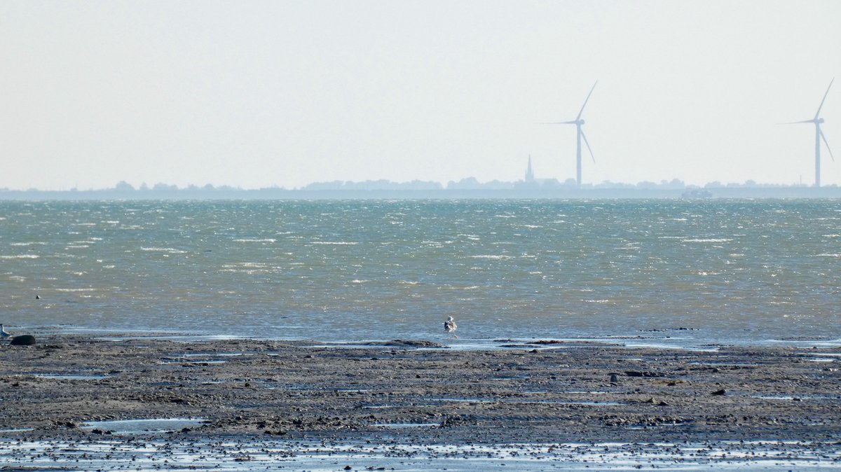 cboisseau4's tweet photo. [En virée en Vendée] #noirmoutier #passagedugois #maréehaute #éoliennes https://t.co/P1HxO9UMtb