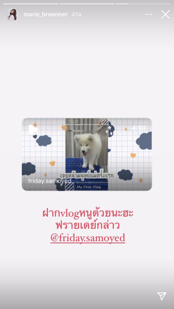 KongsonSiwanee's tweet photo. ไปกดติดตามความน่ารักของนุ้งฟรายเดย์กันค่ะ น้องน่ารักมาก ❤️🐻❄️ #firaday #firday.samoyed #marie_broenner 
Cr.IGS นุ้งมารีคนสวย❤️🙏 https://t.co/d4tyCRAX6k