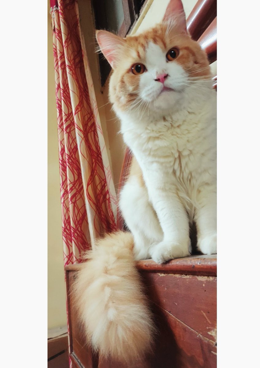 LivingShiro's tweet photo. Meowdy everyone??
#CatsOfTwitter https://t.co/6WgJYunR9f
