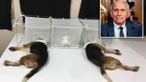 soypandoracr's tweet photo. Este Fauci el super doctor el q muchos aman y admiran,este q describen como maravilloso.
Financió a un laboratorio para hacer pruebas con Beagles les metía la cabeza en canastas para que se los comieran insectos,les cortaban las cuerdas vocales y demás cosas horribles.  MALDITO. https://t.co/Uh1v58A6Pj