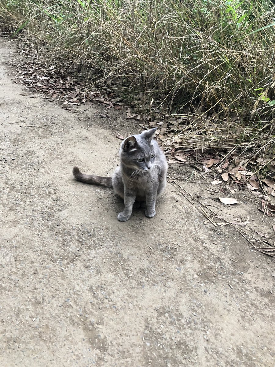 makinof72's tweet photo. 清瀬市金山緑地公園のいぢわるは保護されました。今は温かいところで過ごしているそうです。 https://t.co/X7lEVmwUs0