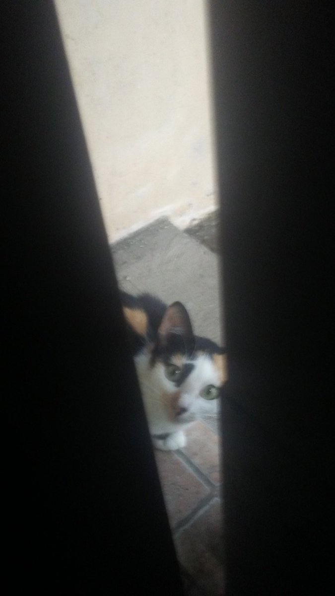 shitin's tweet photo. #goobercats she is always by the door when I am in the toilet. https://t.co/q729ws9GCX