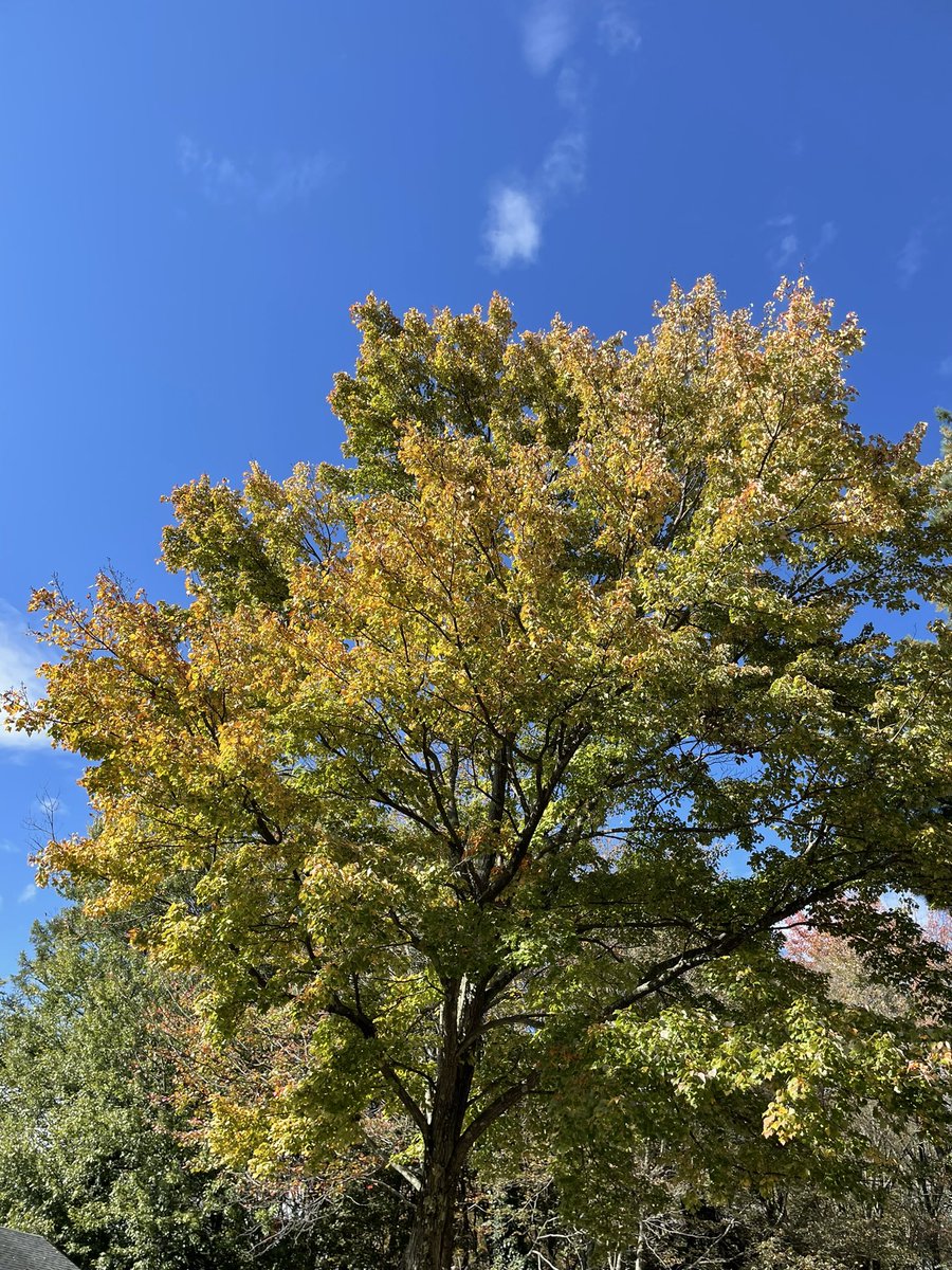 Waiting for color like this.