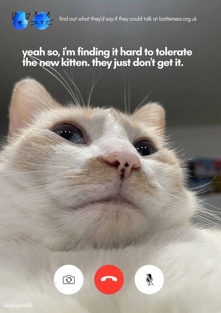 lexcreatestudio's tweet image. The things you hear on PetTime 📞 @Battersea_
 
@OneMinuteBriefs #RescueIsMyFavouriteBreed