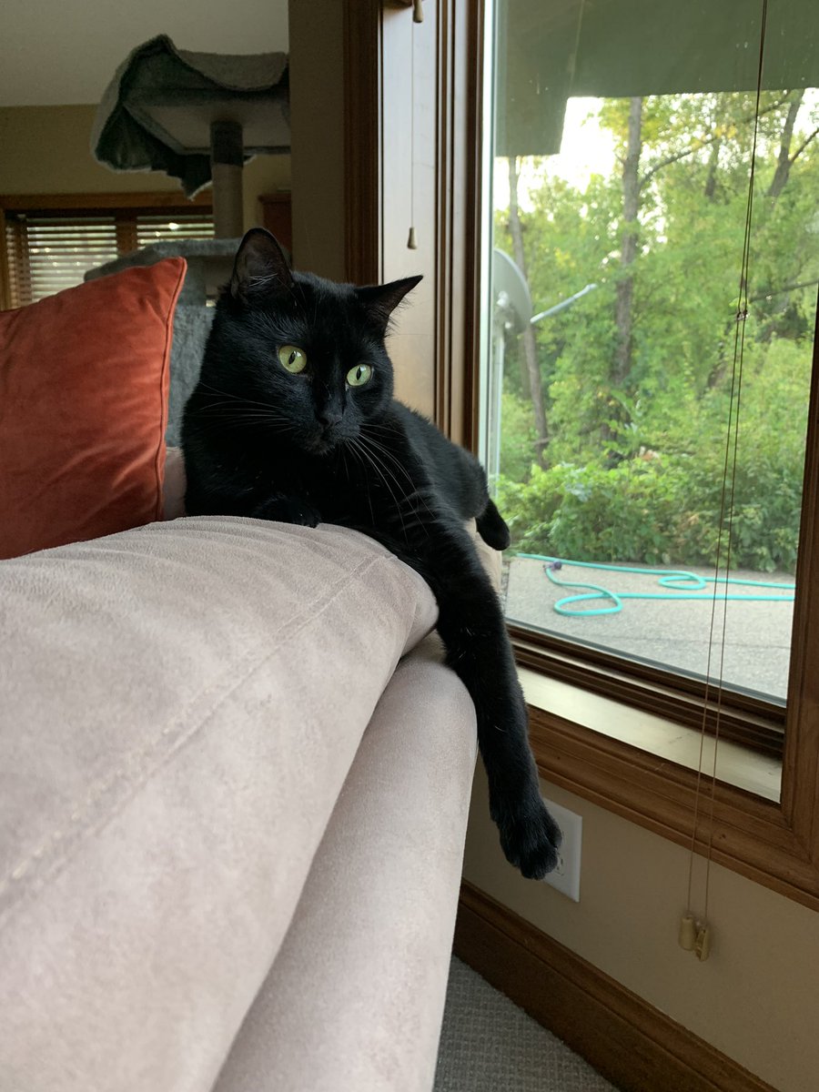 MissAliCat's tweet photo. Dahlia❤️🐾 #goobercats https://t.co/yo44Sb1hz3
