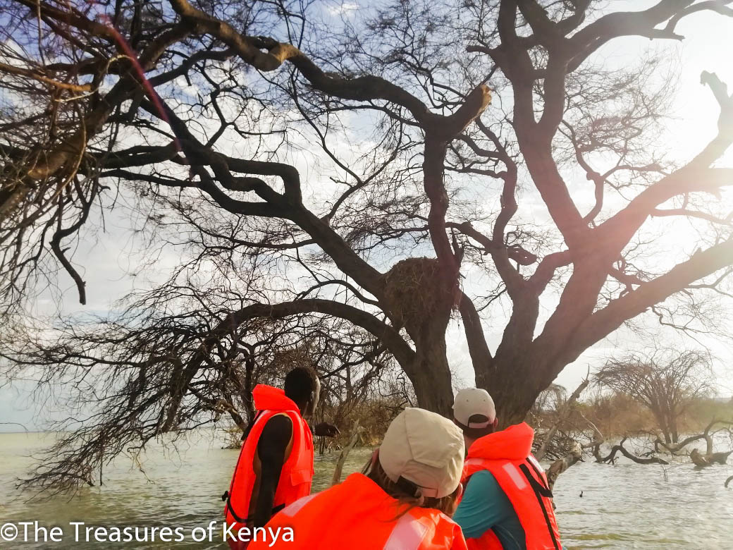 Treasures_Kenya's tweet photo. Did You Know? at just under 60cm in length from tail to beak &amp; weighing less than half a kilo, the Hammerkop is one incredible wading bird, the nest it builds is arguably the largest &amp; the envy of some of its larger avian neighbors🙌😍 
 #ShotsOfKenya #MagicalKenya #TreasureKenya https://t.co/Mj85CETLQA