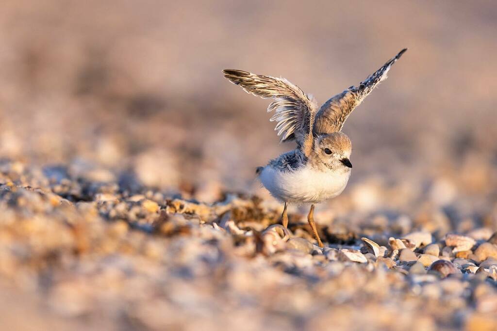 rinamiele's tweet photo. Practice those flaps! Stretch those wings! Soon enough you’ll be flying little dude.
↓
#wildlife #shorebirds #nature #shore #plover #pipingplover #bird #birdphotography #birdphoto #sharetheshore #sunrise #longisland #beach #summer #ShotOnCanon #plove… https://t.co/1RGsT0NED7 https://t.co/cToGFNoLQu