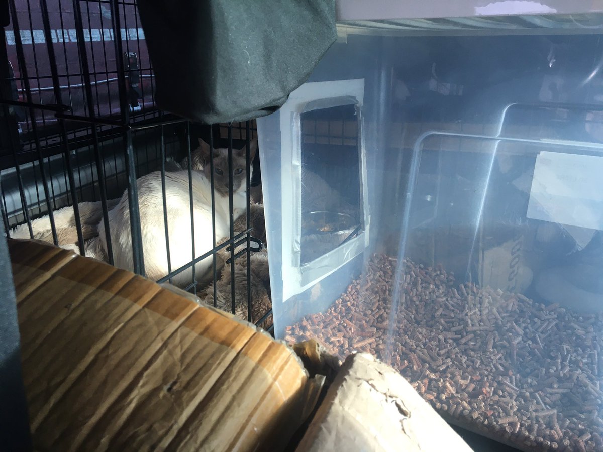 Diablo_Siamese's tweet photo. When you come back to the van 🚐 after 1.5hrs at sea ⛴ to find you only have 1 cat in the cage 😬 he’s in here somewhere #WeHearYou #HandsomeDevil #BloodyAnnoyingDevil  #BreakOut #HelloUK @jolenehunter #CatsOfTwitter #Catsofinstagram https://t.co/p3clFx4oFf