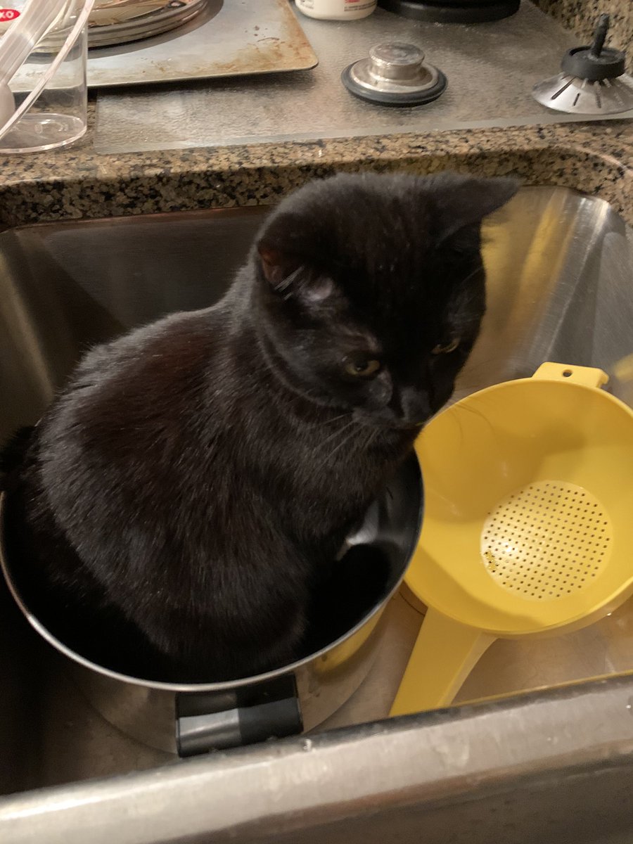 MissAliCat's tweet photo. My rescue kitty Dahlia ❤️ the going line is “if I fits I sits!” #goobercats https://t.co/K4AEVfXjG7