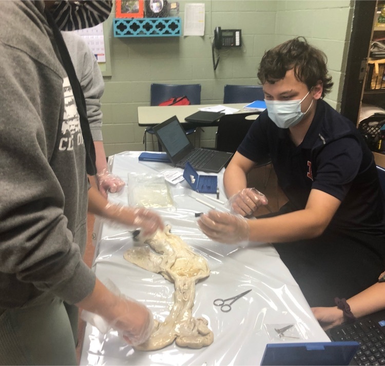 MSHSBulldogs's tweet image. Are all cows the same? Ag students dissected reproductive systems to analyze differences in an agriscience lab! Bovine fun today!