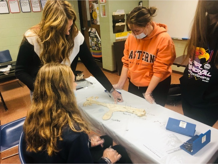 MSHSBulldogs's tweet image. Are all cows the same? Ag students dissected reproductive systems to analyze differences in an agriscience lab! Bovine fun today!