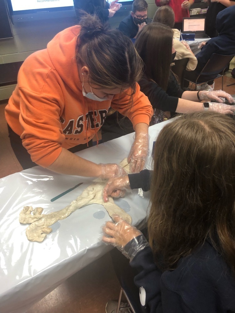 MSHSBulldogs's tweet image. Are all cows the same? Ag students dissected reproductive systems to analyze differences in an agriscience lab! Bovine fun today!