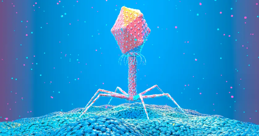 ScienceCQFD's tweet photo. [#Podcast] Et pour (ré)écouter le #JournalDesSciences du jour > Les bactériophages au secours de l’antibiorésistance https://t.co/2pbjXJeupt par @NatachaTriou via @franceculture #LaMethSci https://t.co/qJK1kwZyEa