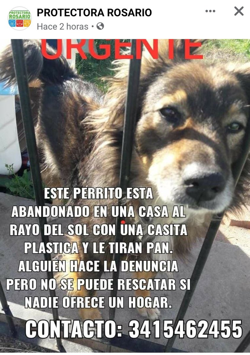 indiamei's tweet photo. #Rosario ayudemos a este gordo a tener una vida digna 
@emergenciasAR @MFernandaRey @Andrespetersen @Guillerlopezj @canalladeperon @CaroLabayru https://t.co/7gzYanBWxF