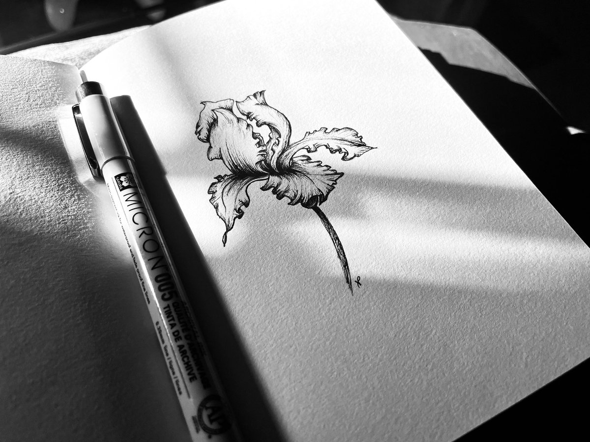 Rory_Clancy's tweet photo. Inktober 2021
Flower Prompt: Iris
•
I always enjoy drawing irises. There’s something about how their petals fall and curve … and the shading is different every time, which leaves room for play. https://t.co/bbb1wxthD1