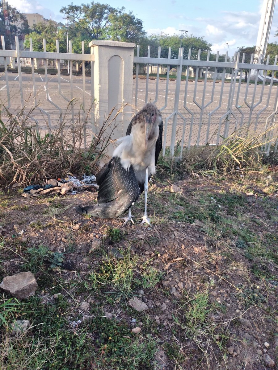 NyagaFatma's tweet photo. Since the cutting down of trees to pave way for Expressway, these Marabou Stork have been the most affected. They have no home,no habitat. This one has been here since yesterday, he was knocked by a Nduthi and broke one wing,he will probably starve to death coz he can't fly 😢😢 https://t.co/CsuQSX6nvv