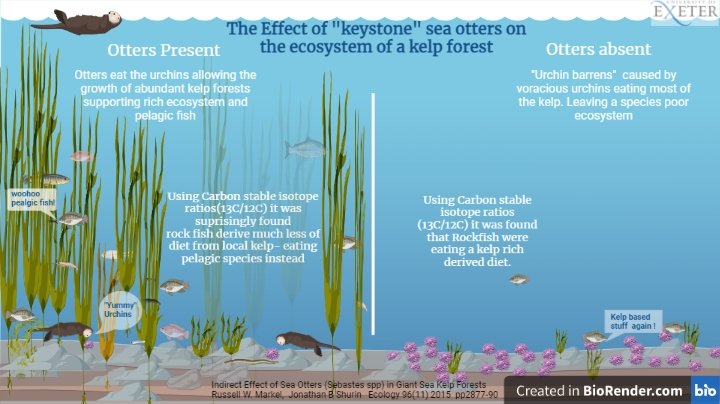 The charismatic #sea #otter  bringing back life to the #Pacific Improving the diet of the local rockfish. The trophic cascades resulting from this keystone species keep on giving.
A contribution to the
 @MarineVertsMSc #infographic challenge set by @BrendanGodley and @VJHobson.