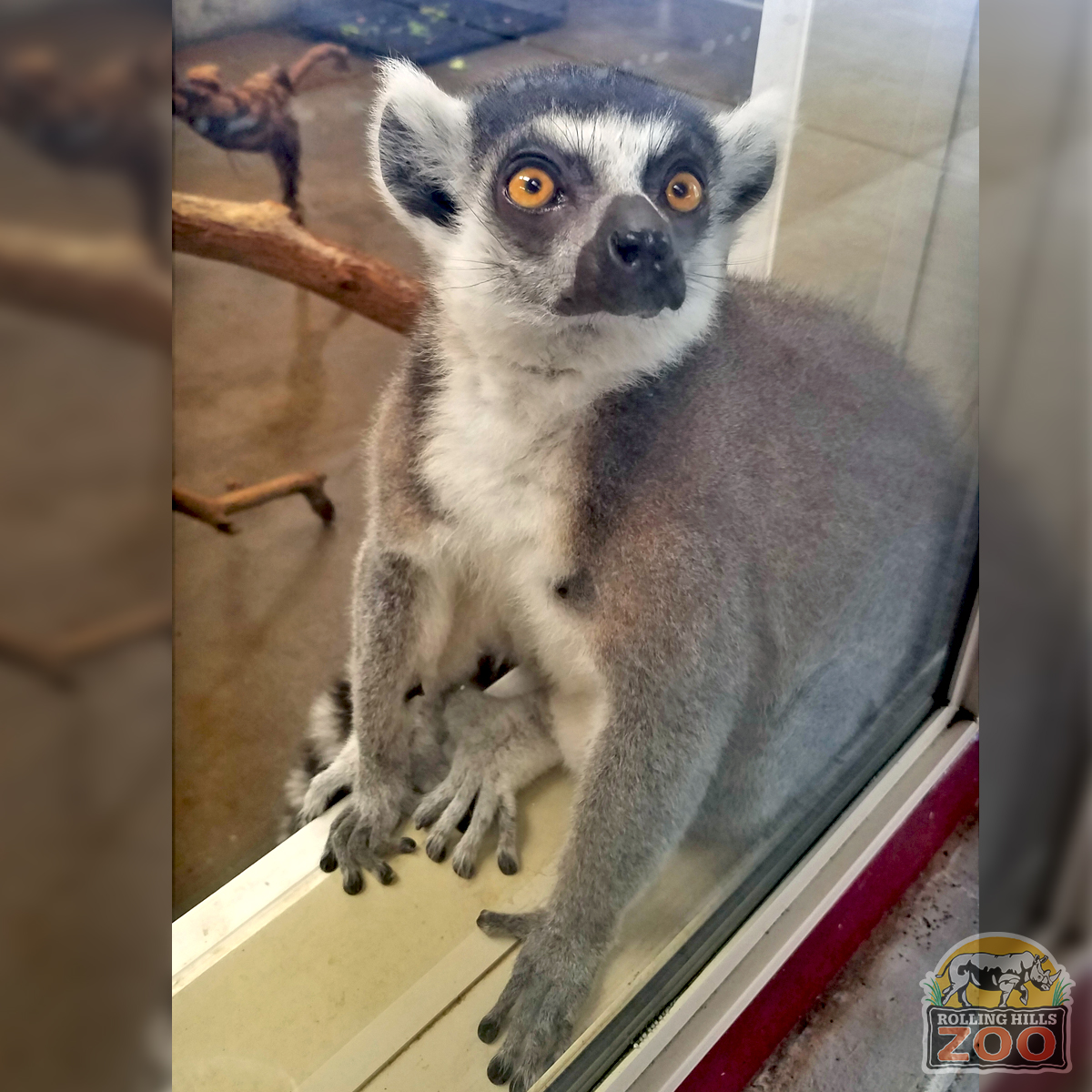 RHZoo's tweet photo. Meet Finnegan! Born April 24, 2014 & father of Quigley. Finnegan is cautious at times, yet bolder & braver than the others. He's usually the first to greet his Keepers & is a "helper" with the ladder as he sits atop. Visit Finnegan soon for #WorldLemurWeek #WorldLemurDay https://t.co/z7du8Gjikm