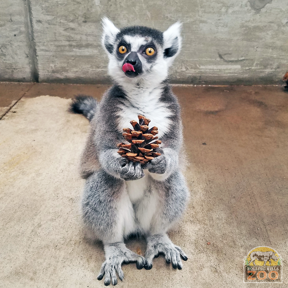 RHZoo's tweet photo. Meet Finnegan! Born April 24, 2014 & father of Quigley. Finnegan is cautious at times, yet bolder & braver than the others. He's usually the first to greet his Keepers & is a "helper" with the ladder as he sits atop. Visit Finnegan soon for #WorldLemurWeek #WorldLemurDay https://t.co/z7du8Gjikm
