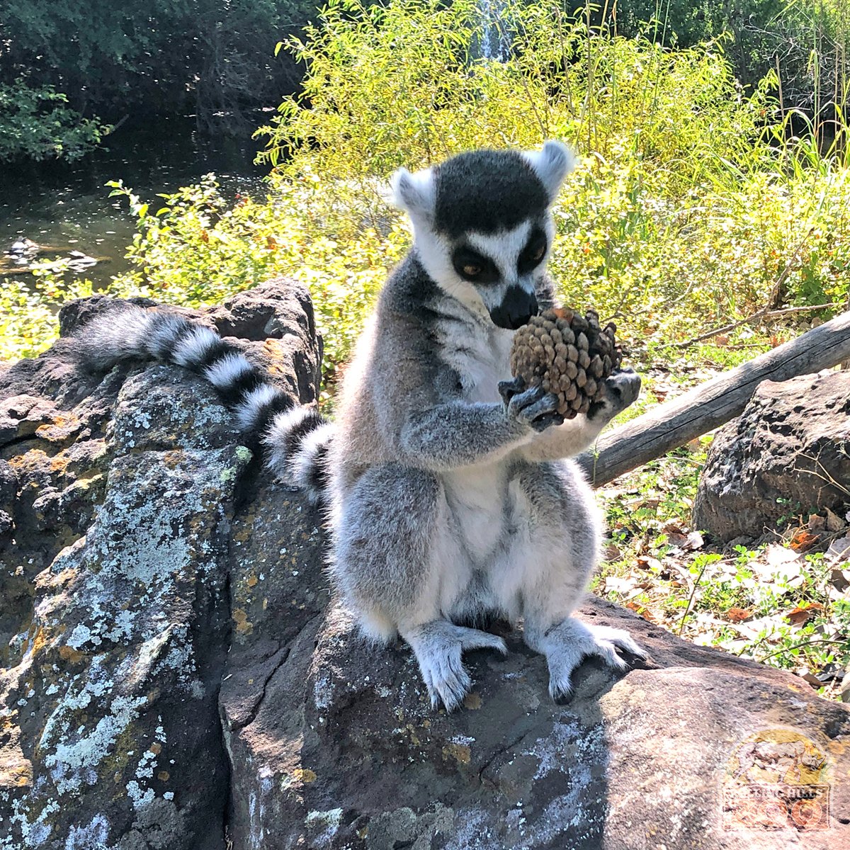 RHZoo's tweet photo. Meet Finnegan! Born April 24, 2014 & father of Quigley. Finnegan is cautious at times, yet bolder & braver than the others. He's usually the first to greet his Keepers & is a "helper" with the ladder as he sits atop. Visit Finnegan soon for #WorldLemurWeek #WorldLemurDay https://t.co/z7du8Gjikm
