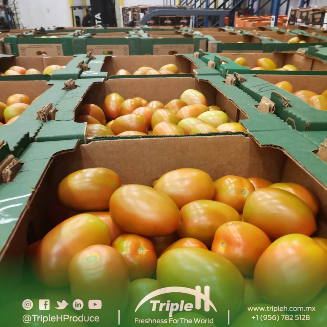 TripleHProduce's tweet photo. If you are looking for quality and freshness in #RomaTomatoes, we are here to serve you 😎🍅
#QuoteNow📲 956-782-5128 or 📧 sales@tripleh.com.mx
#TripleHProduce #FreshProduce #NowInSeason https://t.co/sb1QkzmT6T