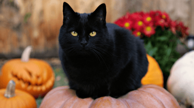NationalTopics's tweet photo. Tomorrow is National Black Cat Day! They can symbolize impending prosperity, fortune, and luck. But the most common myth is considered to be a sign of poverty, evil, and a stroke of bad luck! I don't know about you but they're cute to me🥰#blackcat https://t.co/TbkOKKHkhz