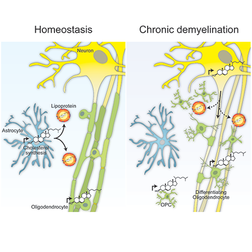 Gesine Saher (@gesinesaher) on Twitter photo Excited to share our findings on neuronal #cholesterol and #remyelination #MultipleSclerosis <a href="/CellReports/">Cell Reports</a> t1p.de/neurochol. Thanks to all coauthors with or without twitter <a href="/StefanBerghoff/">Stefan Berghoff</a> <a href="/KlausNave/">Klaus-Armin Nave</a> <a href="/LenaSpieth/">Lena Spieth</a> @TingSun_MPIEM <a href="/ConstanzeDepp/">Dr. Constanze Depp</a> <a href="/JuliaEdgar1/">Julia Edgar</a> Excited to share our findings on neuronal #cholesterol and #remyelination #MultipleSclerosis <a href="/CellReports/">Cell Reports</a> t1p.de/neurochol. Thanks to all coauthors with or without twitter <a href="/StefanBerghoff/">Stefan Berghoff</a> <a href="/KlausNave/">Klaus-Armin Nave</a> <a href="/LenaSpieth/">Lena Spieth</a> @TingSun_MPIEM <a href="/ConstanzeDepp/">Dr. Constanze Depp</a> <a href="/JuliaEdgar1/">Julia Edgar</a>