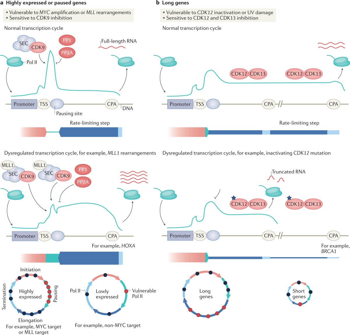 Nature Reviews Cancer (@naturerevcancer) on Twitter photo NEW Review in <a href="/NatureRevCancer/">Nature Reviews Cancer</a>! @Stephintje, <a href="/jrdevlin21/">Jennifer Devlin</a>, NS Gray, <a href="/JohnstoneRicky/">Ricky Johnstone</a> et al discuss our understanding of dysregulated #transcription cycles in cancer and therapeutic targeting.
🔄go.nature.com/3BkXnyq
@natrescancer <a href="/JohnstoneLab/">The Johnstone Lab</a> <a href="/PeterMacRes/">Peter Mac Research</a> NEW Review in <a href="/NatureRevCancer/">Nature Reviews Cancer</a>! @Stephintje, <a href="/jrdevlin21/">Jennifer Devlin</a>, NS Gray, <a href="/JohnstoneRicky/">Ricky Johnstone</a> et al discuss our understanding of dysregulated #transcription cycles in cancer and therapeutic targeting.
🔄go.nature.com/3BkXnyq
@natrescancer <a href="/JohnstoneLab/">The Johnstone Lab</a> <a href="/PeterMacRes/">Peter Mac Research</a>