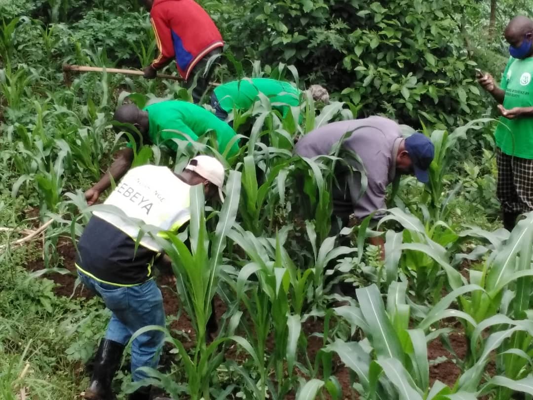 RRwarri's tweet photo. Turi gukangurira abahinzi batuye mu Cyogogo cya Sebeya gutera #desmodium mu mirima y'ibigori mu rwego rwo kurwanya nkongwa. Impumuro ya #desmodium ibasha kwirukana nkongwa mu bigori 

#EWMR https://t.co/r6dKEQG5Mt