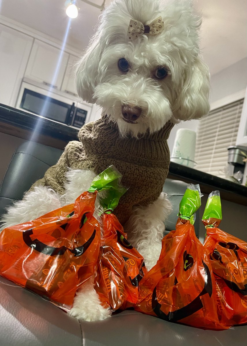 Daddy helped us pack goodiebags for the neighborhood kids!🎃👻Can I get tweats for my tricks pleease? I pwamise to be a good girl🎀🐾🐶so excited for Halloween!  #dogs #dogsoftwitter #ZSHQ #love #tuesdayvibe #cute