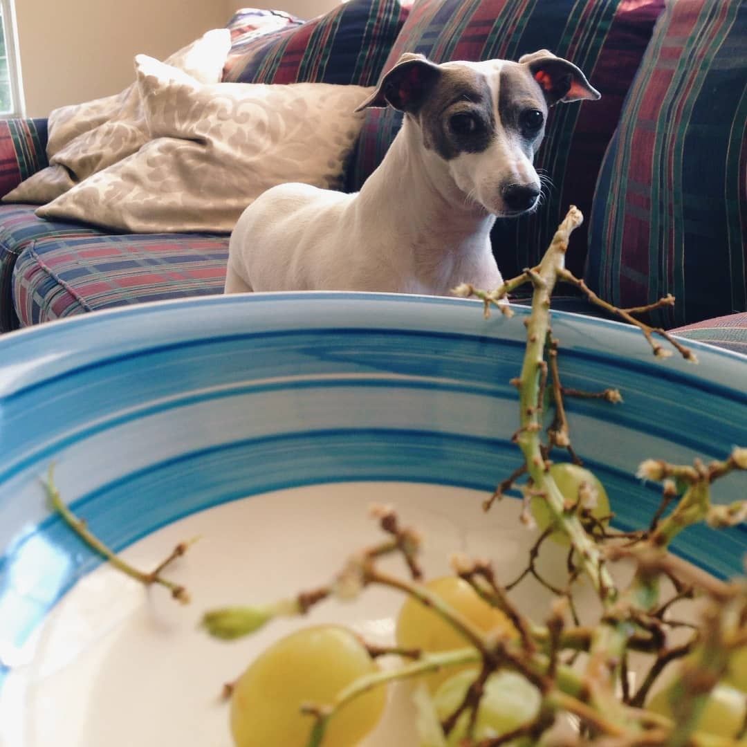 LilyComeHome1's tweet photo. Still missing. This one is called "Lily and the forbidden fruit." I miss my lil beggar.😢 🟣 #MISSING / #STOLEN 7/31/20 🟣 #HuntsvilleAL/#MadisonAL💲2,500 REWARD ‼️NO QUESTIONS ASKED‼️ALL TIPS ARE CONFIDENTIAL‼️Call, Text, Email Anytime‼️#BringLilyHome  #ComeHomeLily #PleaseShare https://t.co/r8EBR0L4f8
