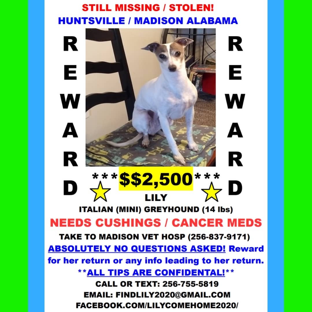 LilyComeHome1's tweet photo. Still missing. This one is called "Lily and the forbidden fruit." I miss my lil beggar.😢 🟣 #MISSING / #STOLEN 7/31/20 🟣 #HuntsvilleAL/#MadisonAL💲2,500 REWARD ‼️NO QUESTIONS ASKED‼️ALL TIPS ARE CONFIDENTIAL‼️Call, Text, Email Anytime‼️#BringLilyHome  #ComeHomeLily #PleaseShare https://t.co/r8EBR0L4f8