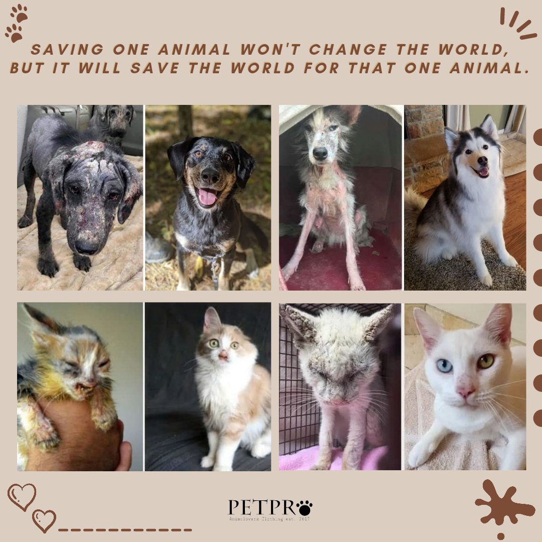 petproid's tweet photo. Dunia memang tidak akan pernah sekalipun berubah ketika kamu merawatnya, masalah tentu akan tetap selalu ada, tapi ada yang lebih penting dari itu, bahwa dunia anak-anak manis ini jelas akan sangat berubah bahkan menjadi amat lebih baik ketika kita peduli dengannya ❤️🐾 https://t.co/mEFwtBu1wU