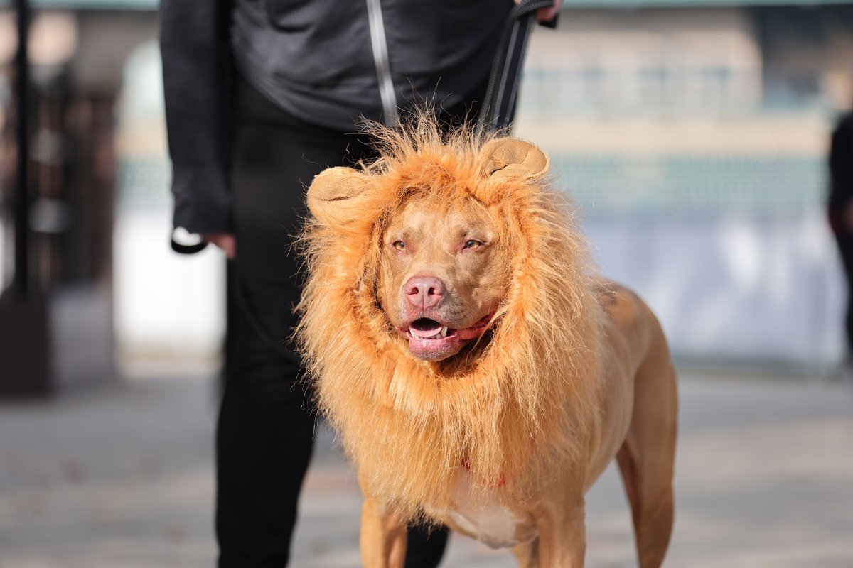matchbook_indy's tweet photo. When @IndyHumane's Mutt Strut and Spooky Season overlap... https://t.co/60esYCt86v