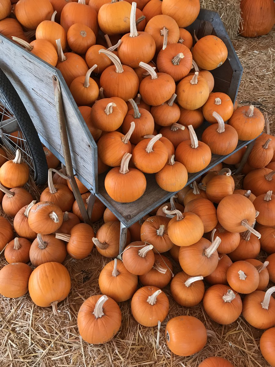 SingWeist's tweet photo. If you haven’t already picked up a gourd friend, make a short trip today on #NationalPumpkinDay (I may already have several sitting around my living room)! Or celebrate with a #PSL (pumpkin spice latte) to boost your Tuesday energy and help get you in the festive spirit! https://t.co/PHtdQmi4H1