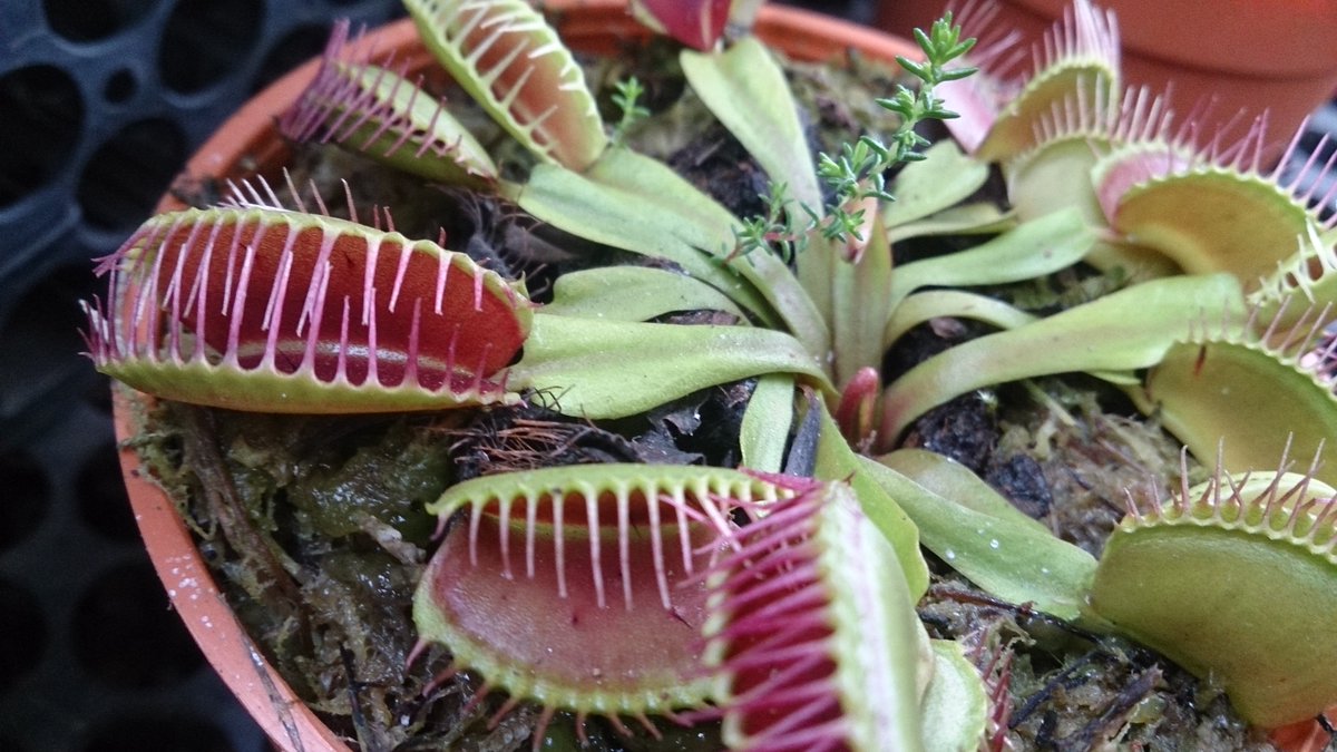 UCMasterGarden's tweet photo. 9 Scary Plants to get you into the #Halloween Spirit! (Part 2) 👻🎃 See the full Halloween inspired #plant list on our blog: https://t.co/RM4L9bRLZf https://t.co/qzcjChJ5Wu