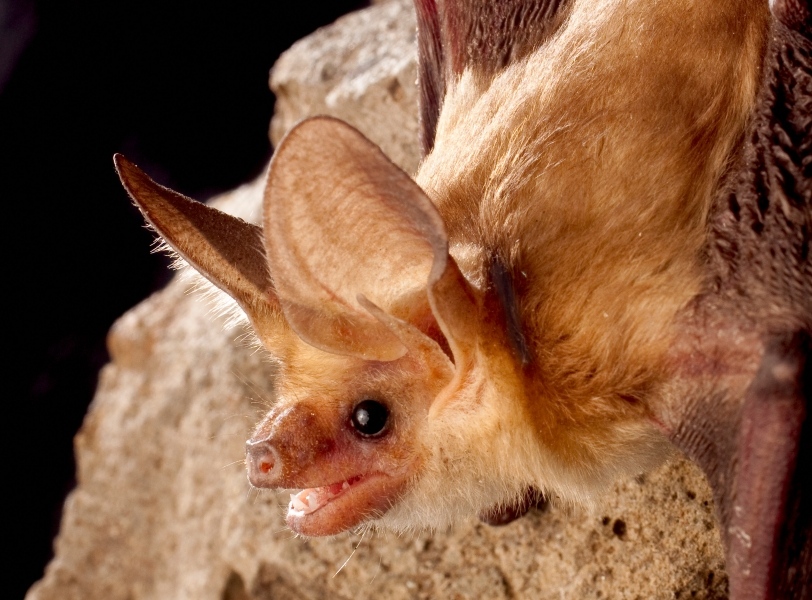 BatConIntl tweet picture