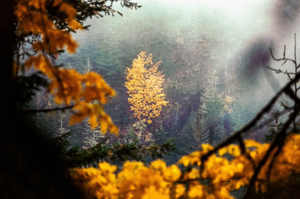 johncwingfield's tweet photo. Fall in the northwest, captured on film https://t.co/kkgg1Ut7db
