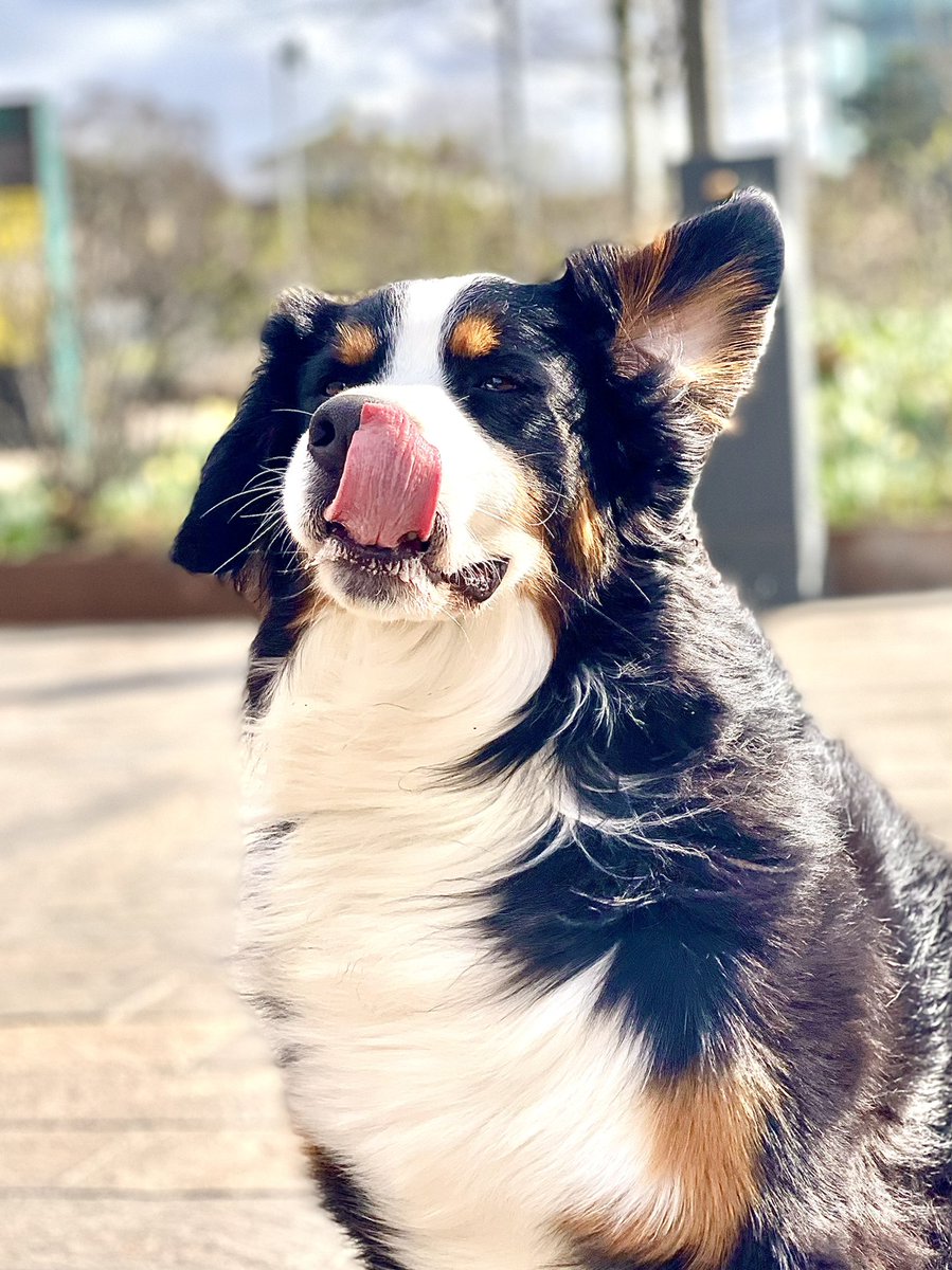 EllaFetchgerald's tweet photo. Happy ToT everyone!
It’s windy in #London, so getting good #tot pictures is extra hard!
#bernesemountaindog #berner https://t.co/j9QCe2mPW4