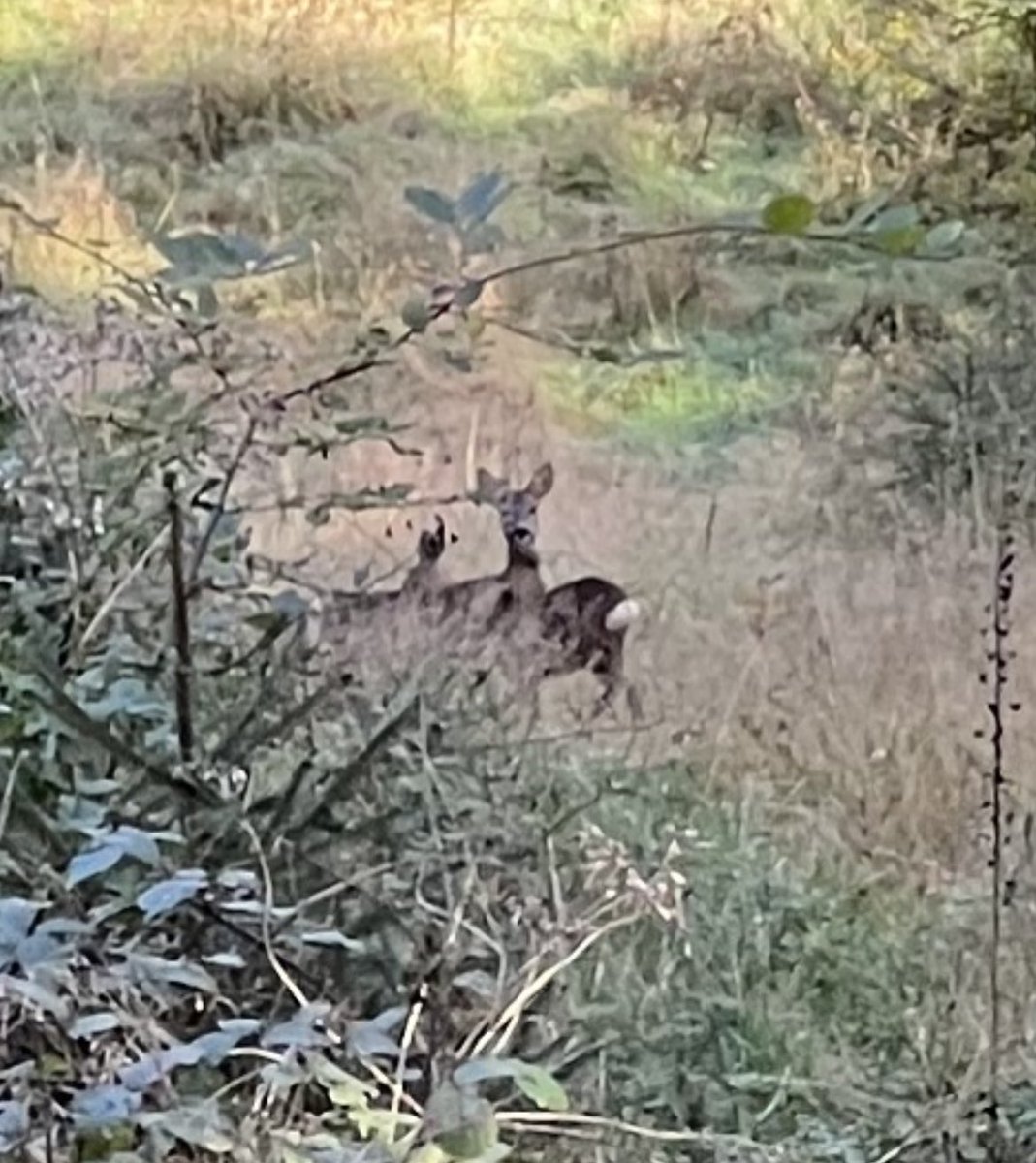 PeterWohlleben's tweet photo. Julia Klöckner ist soeben entlassen worden - Wald und Tiere atmen auf und hoffen auf bessere Nachfolge… https://t.co/ILZjwjhxGG