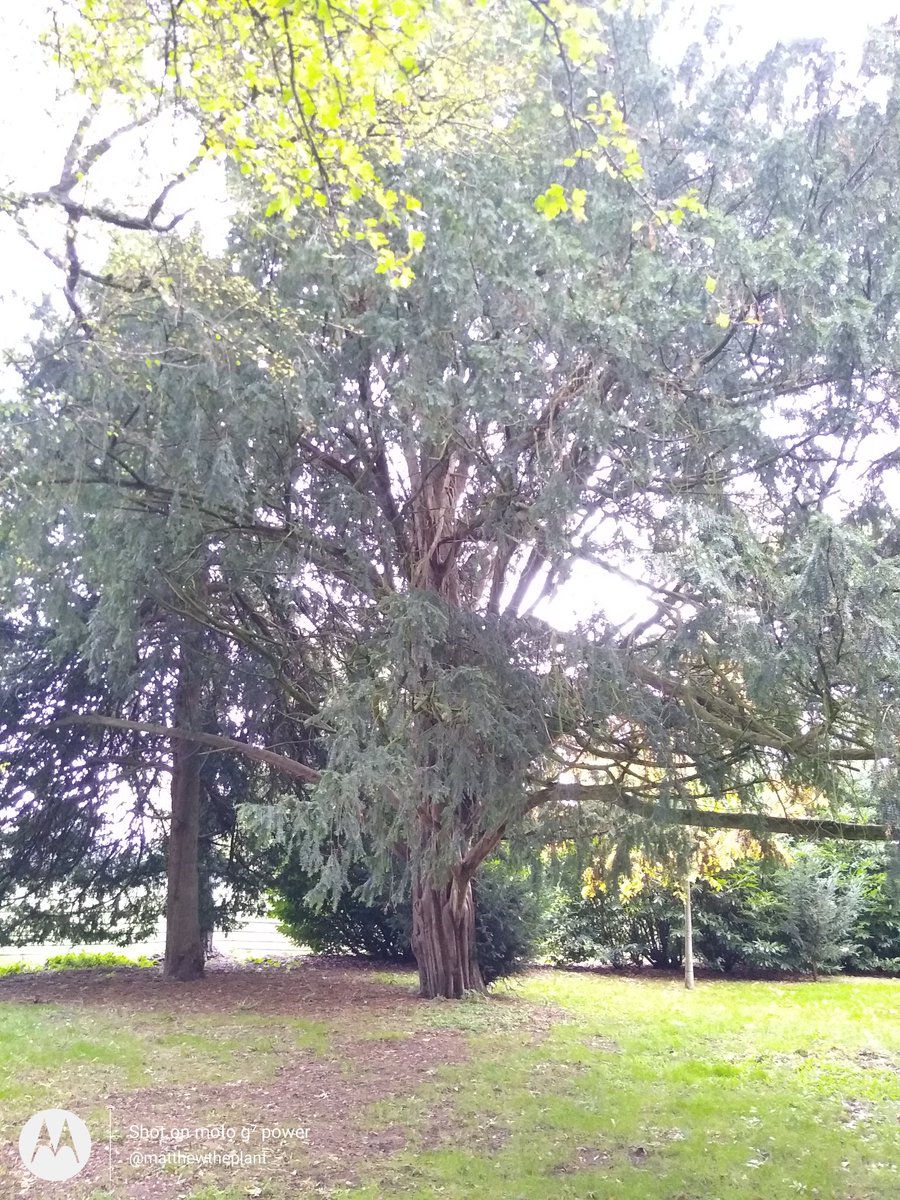 matthewtheplant's tweet photo. Here's a question for #bowmakers #english #longbow #archery #larp I've a yew tree that needs some maintenance there's a few limbs that are around 17" diameter 7' long maybe more. Anyone interested. I'm very attached to my trees so making use of it would be wonderful. RT welcome https://t.co/MJndkGeSeb