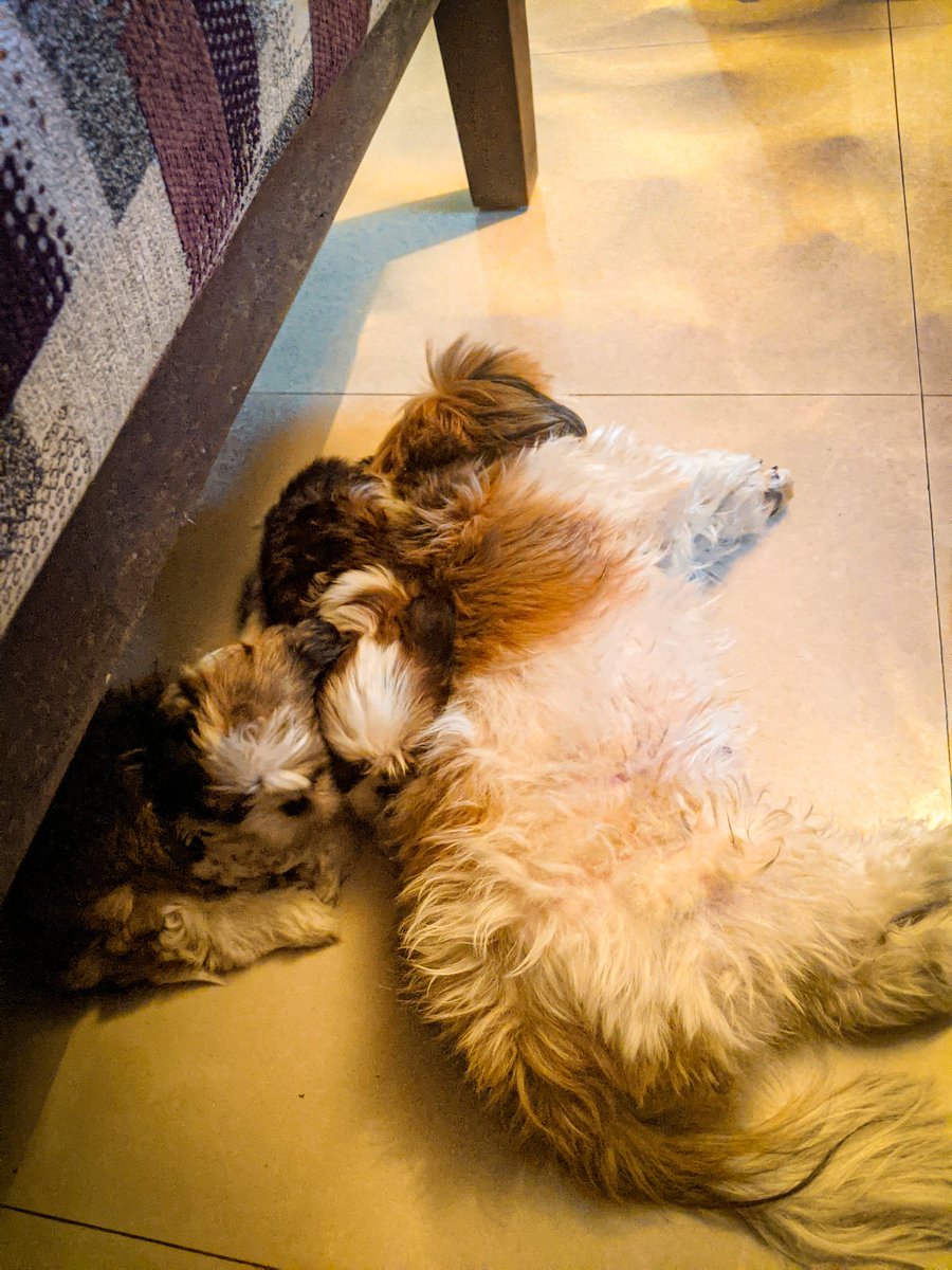 PhoebesFarm's tweet photo. how peaceful is your night 🤗

#eva #puppy #shihtzu #shihtzupuppies #peaceful #night #how #phoebesfarm #pets #dogs #pet #dog #petfarm #dogfarm #peacefulnight #happydog #happiness #Pune #Mumbai #life #animalfarm #serve #loveall #lovedogs #loveanimals #petfriendly https://t.co/OzhAosRfgo