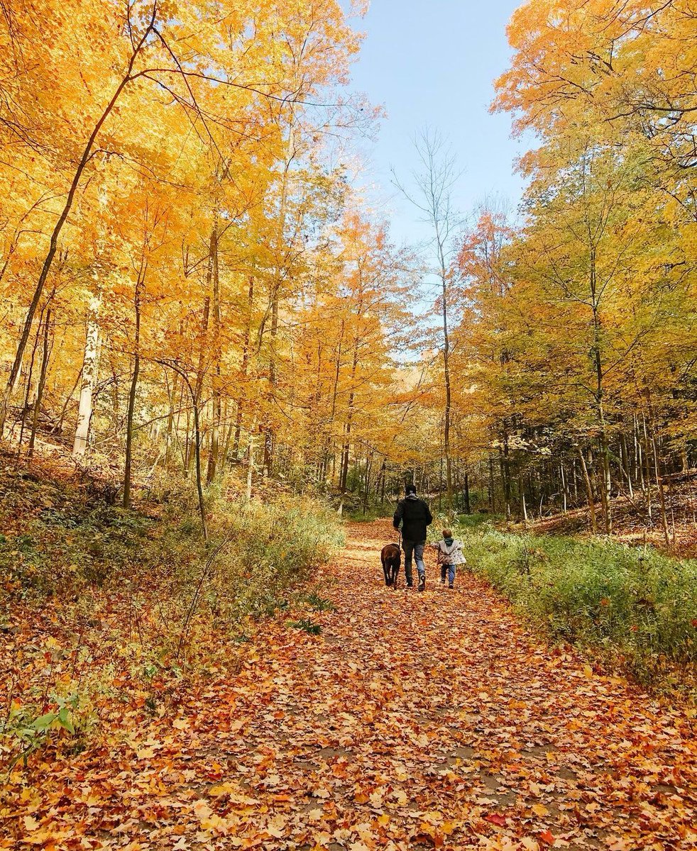 KleinburgON's tweet photo. These beautiful fall colours don’t last long! Visit the Kortright Centre to enjoy the beautiful leaves before it’s too late.

#KleinburgVillage #backtotheburg #visitthevillage 

📸 by @jlee_bryan https://t.co/Fn2Ec51A6u
