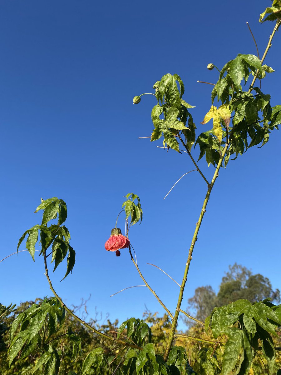 margaritapoet's tweet photo. Blue sky after California's stormy "bomb cyclone." I'm grateful for rain followed by sun. #weather #garden #California #nature #rain #sun https://t.co/SMHa3SyA9G