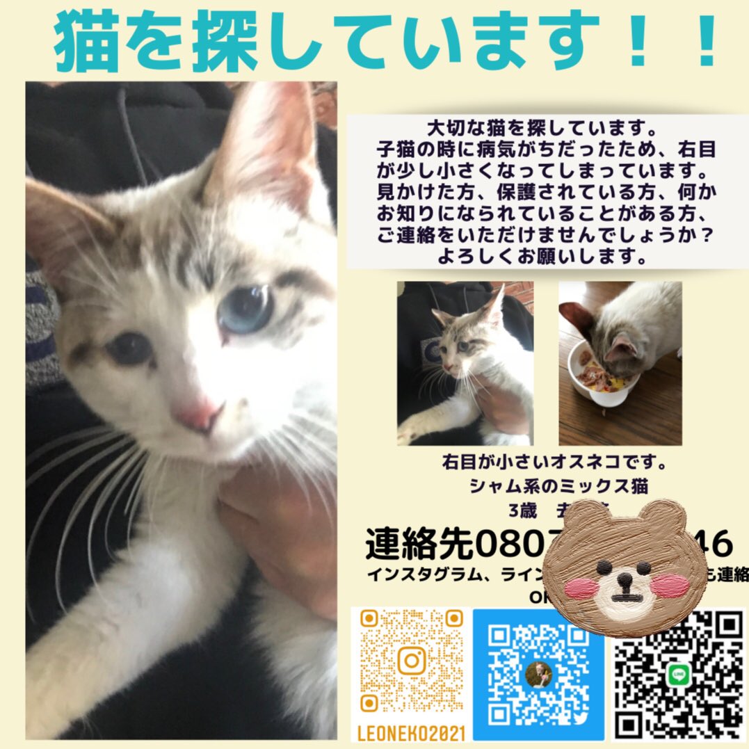kotubuneko0327's tweet photo. 東仙台周辺にお住まいの方、この周辺でレオくんを見かけていませんでしょうか？
なにかお分かりの方、保護されている方ご連絡をお願い致します。

#猫探してます #東仙台 #仙台 #シャム系ミックス #宮城県 #猫 https://t.co/fsxCWvK2ch